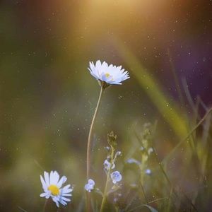 Meet your Posher, Hanna